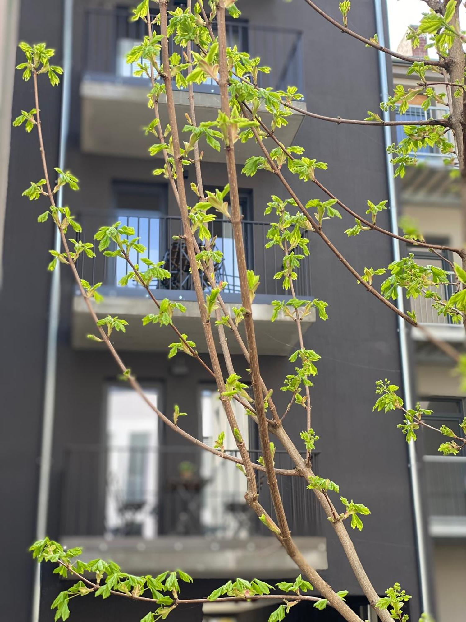 Eiwelhome - Stilvoll, Urban-Ruhig Schlafen, Bahnhofsnah, Balkon Erfurt Dış mekan fotoğraf